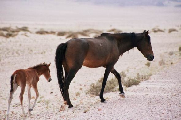 namib-desert-horse-with-foal-1